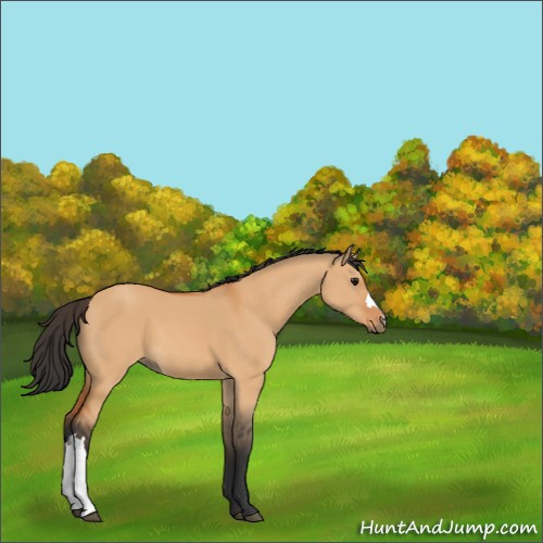 Horse Color:Bay Dun 