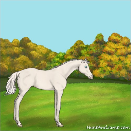 Horse Color:Cremello 