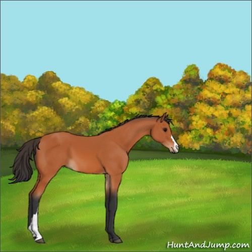 Horse Color:Bay 