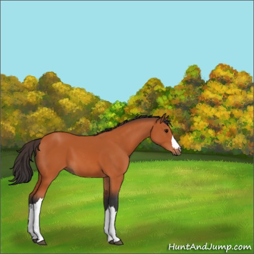 Horse Color:Bay 
