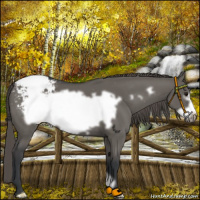 Horse Color:Grullo Frame Appaloosa 