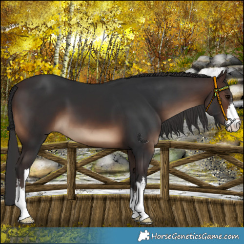 Horse Color:White Spotted Brown 