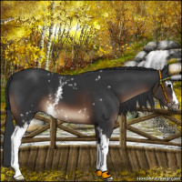 Horse Color:White Spotted Brown 