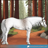 Horse Color:Gray Classic Champagne Splash 