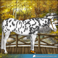 Horse Color:Black Splash Near Leopard Rabicano