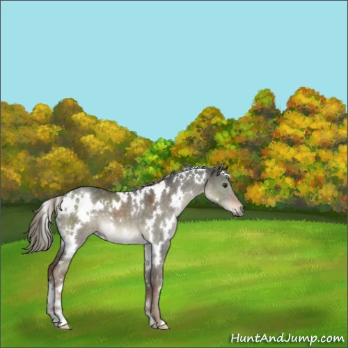 Horse Color:White Spotted Liver Red Dun Mushroom 