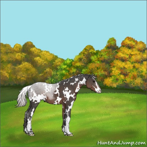 Horse Color:White Spotted Silver Black Mushroom Sabino 