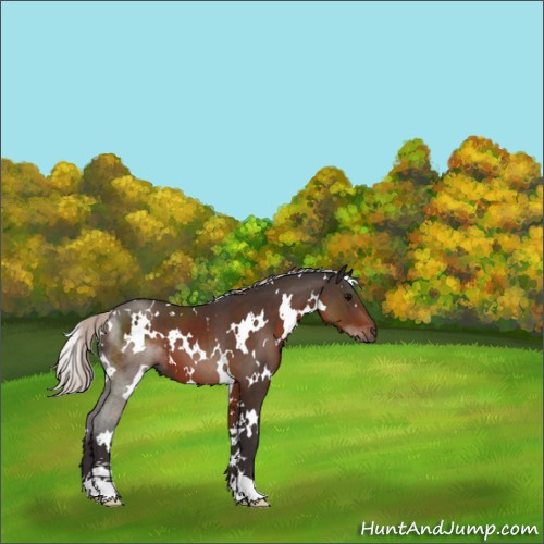 Horse Color:White Spotted Silver Brown Sabino 
