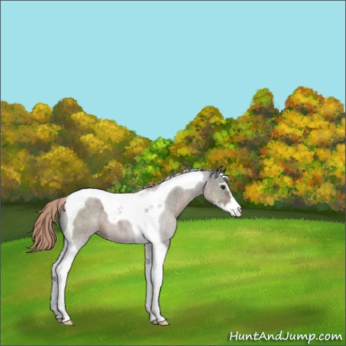 Horse Color:Liver Chestnut Sabino Tobiano 