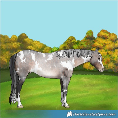 Horse Color:White Spotted Brown Sabino 