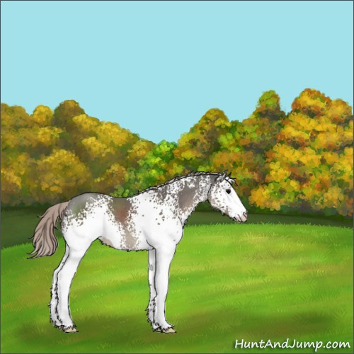 Horse Color:White Spotted Silver Black Sabino 