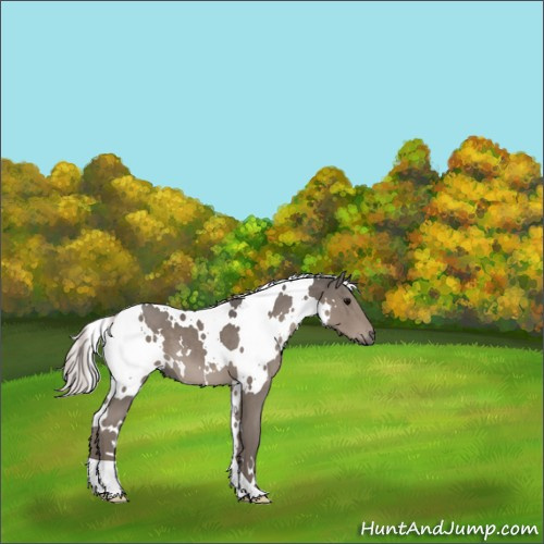 Horse Color:White Spotted Silver Black Mushroom 