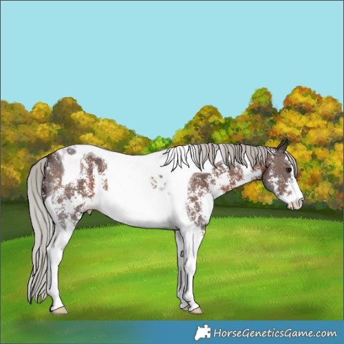 Horse Color:Silver Brown Sabino Tobiano 