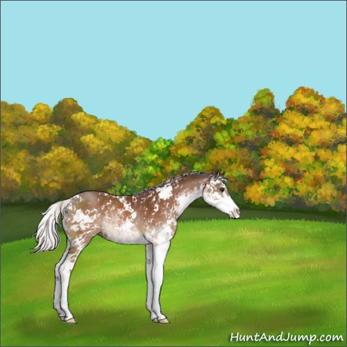 Horse Color:Silver Brown Mushroom Sabino 