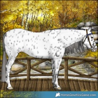 Horse Color:Blue Roan Appaloosa