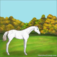 Horse Color:Red Roan Splash Fewspot Rabicano 