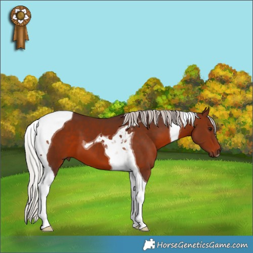 Horse Color:Silver Brown Tobiano 