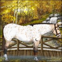 Horse Color:Bay Roan Dun Frame Near Leopard 