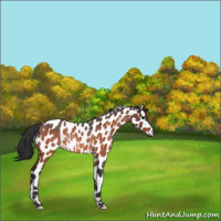 Horse Color:Bay Roan Appaloosa Rabicano