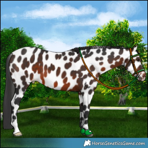 Horse Color:Brown Appaloosa 