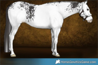Horse Color:White Spotted Smoky Black 