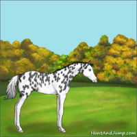 Horse Color:Blue Roan Splash Near Leopard Rabicano 