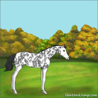 Horse Color:Blue Roan Splash Near Leopard 