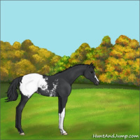 Horse Color:Black Appaloosa