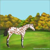 Horse Color:Bay Leopard 