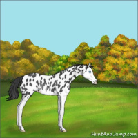 Horse Color:Black Splash Appaloosa Rabicano