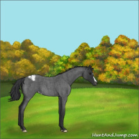 Horse Color:Blue Roan Snowcap 