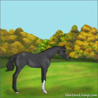 Horse Color:Blue Roan Varnish 