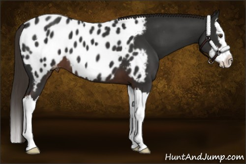 Horse Color:Liver Chestnut Sabino Splash Appaloosa 
