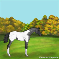 Horse Color:Blue Roan Near Fewspot 