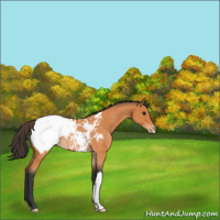 Horse Color:Bay Appaloosa Rabicano 