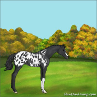 Horse Color:Black Near Leopard 