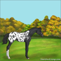 Horse Color:Black Near Leopard 