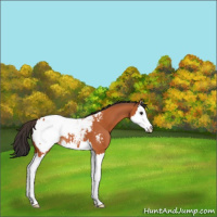 Horse Color:Bay Splash Near Fewspot 