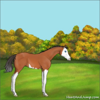 Horse Color:Bay Splash 