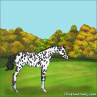 Horse Color:Black Appaloosa 