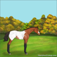 Horse Color:Bay Appaloosa Rabicano 