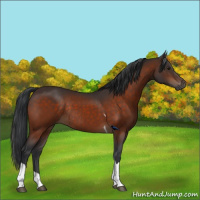 Horse Color:Brown Tobiano Rabicano 