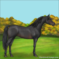 Horse Color:Brown Roan 
