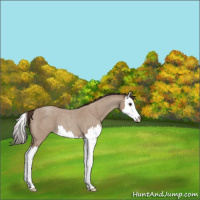 Horse Color:Classic Champagne Roan Splash 