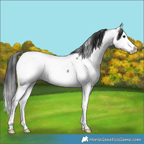 Horse Color:Blue Roan Splash Appaloosa Rabicano 
