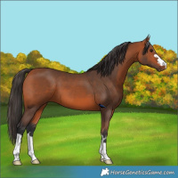 Horse Color:Bay 