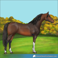 Horse Color:Bay Tobiano 