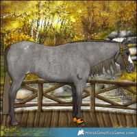 Horse Color:Smoky Blue Roan Appaloosa 