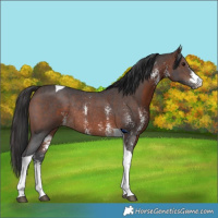 Horse Color:Brown Sabino Tobiano Rabicano 