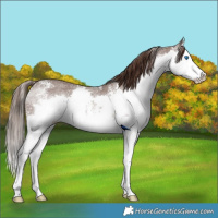 Horse Color:Liver Chestnut Sabino Splash Rabicano 